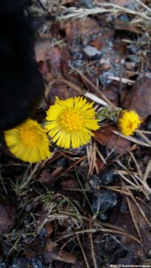 20160405_083748[1] (Copy)