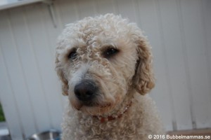 SONY DSC